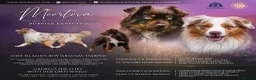 Miniature American Shepherd dogs for sale: Red Tri Miniature American Shepherd Puppies  - Advert 1