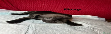 French Bulldog 2