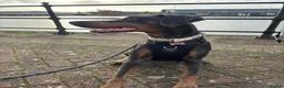 Dobermann dogs for sale: Blue Doberman girl rehome - Advert 2