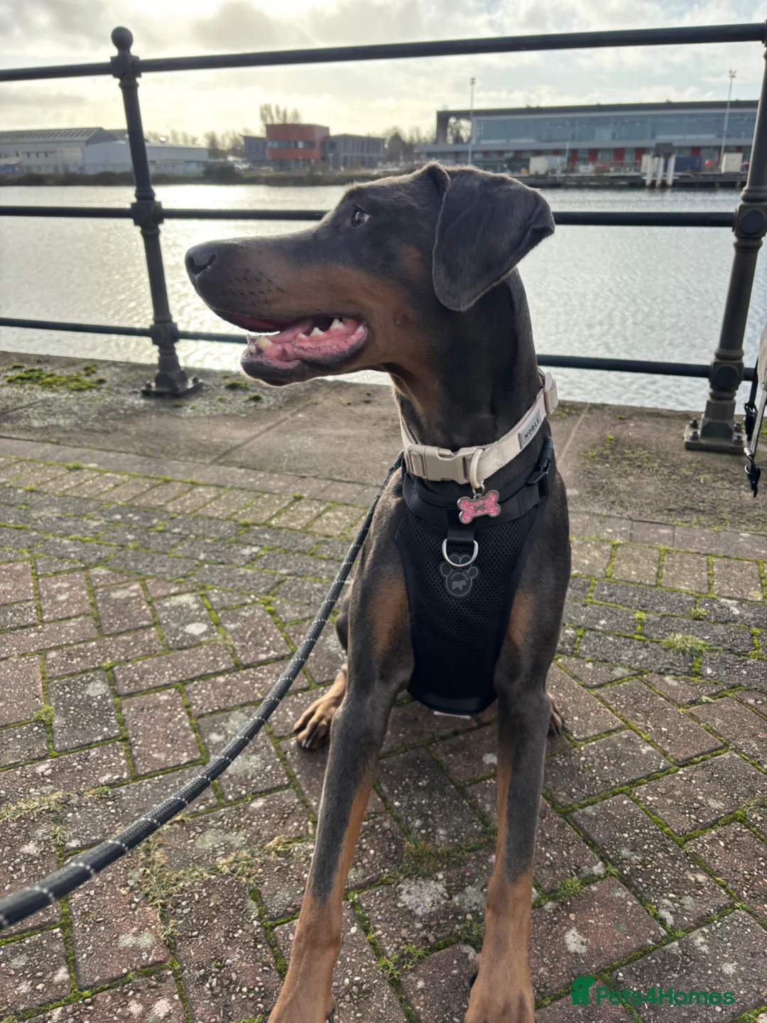 Dobermann dogs for sale: Blue Doberman girl rehome - Advert 2