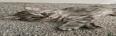 Silver bluey-grey longhair 
