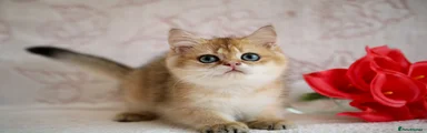 British Shorthair Kitten 1