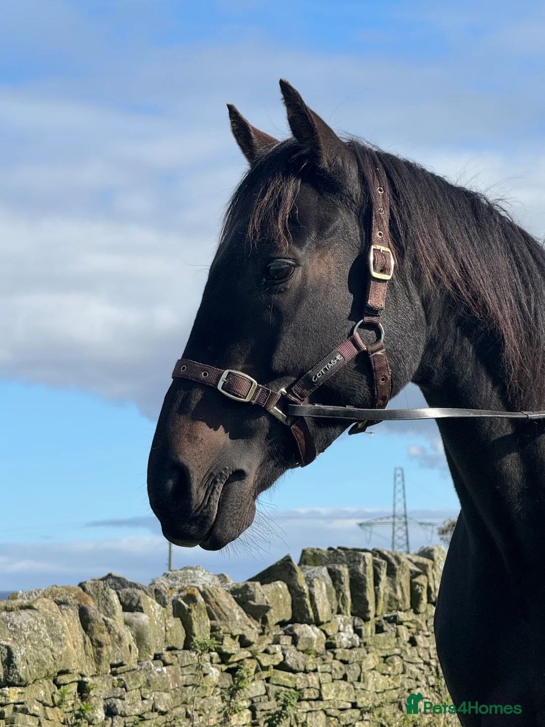 Irish Thoroughbred horses for sale: Thoroughbred and Dartmoor  - Advert 4