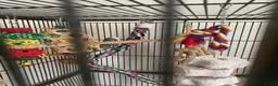 Budgerigars birds for sale: 2 Budgies for sale  in Horsham - Advert 7