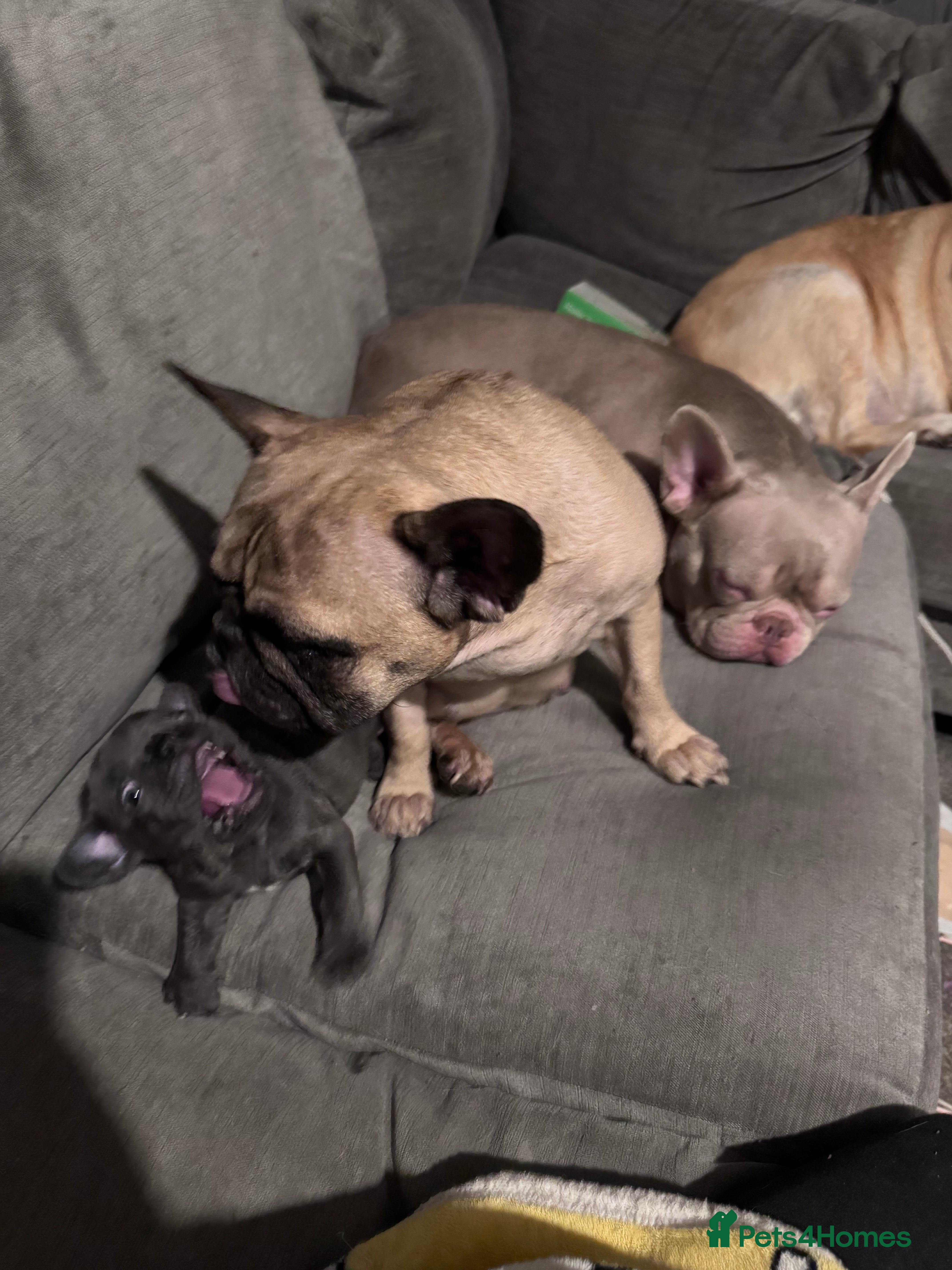 French Bulldog dogs French bulldog puppy  - Advert 4