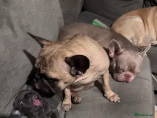 French Bulldog dogs French bulldog puppy - Advert 4