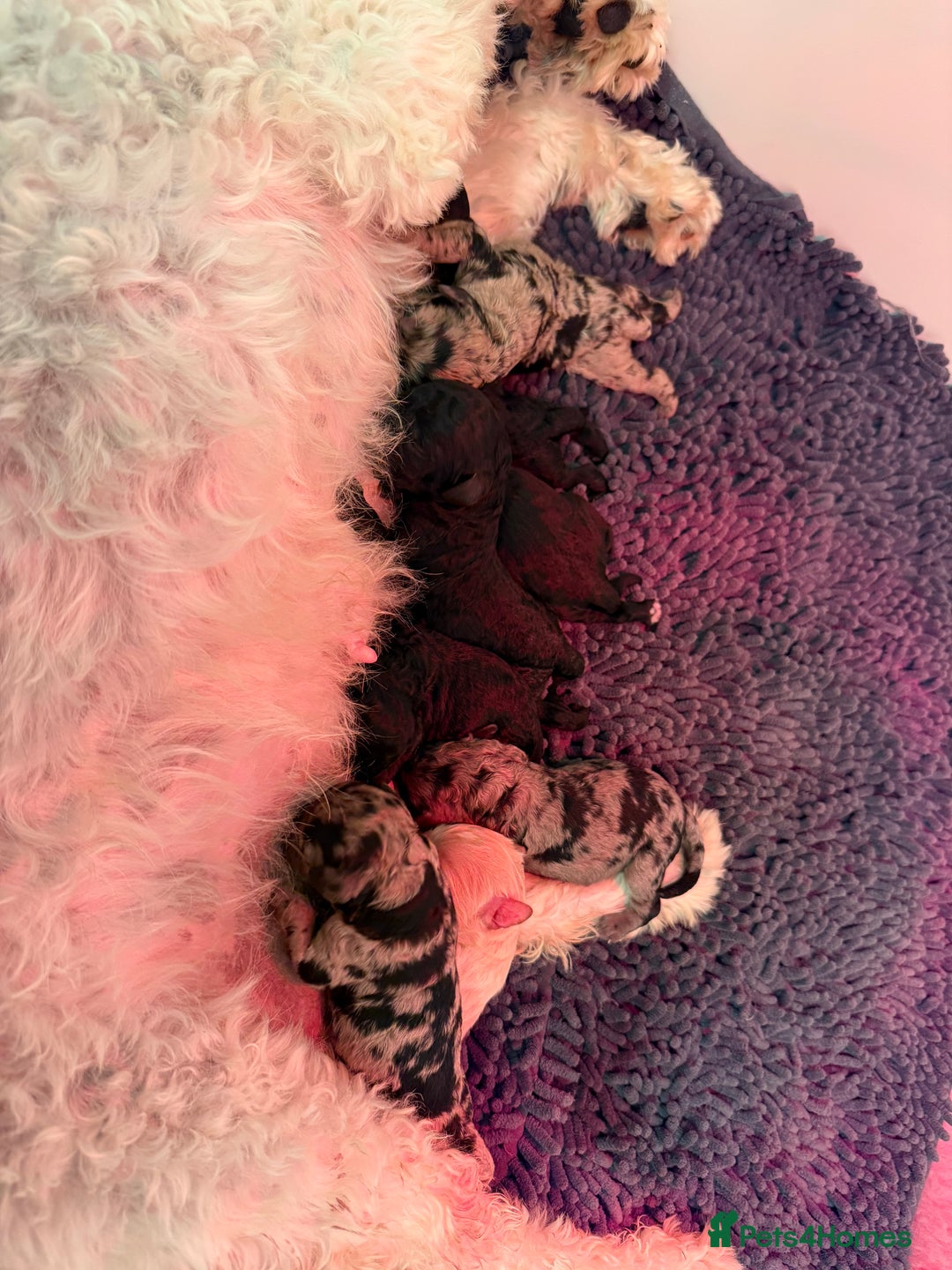 Sproodle dogs for sale: Stunning F2b Sproodle Puppies  - Image 2