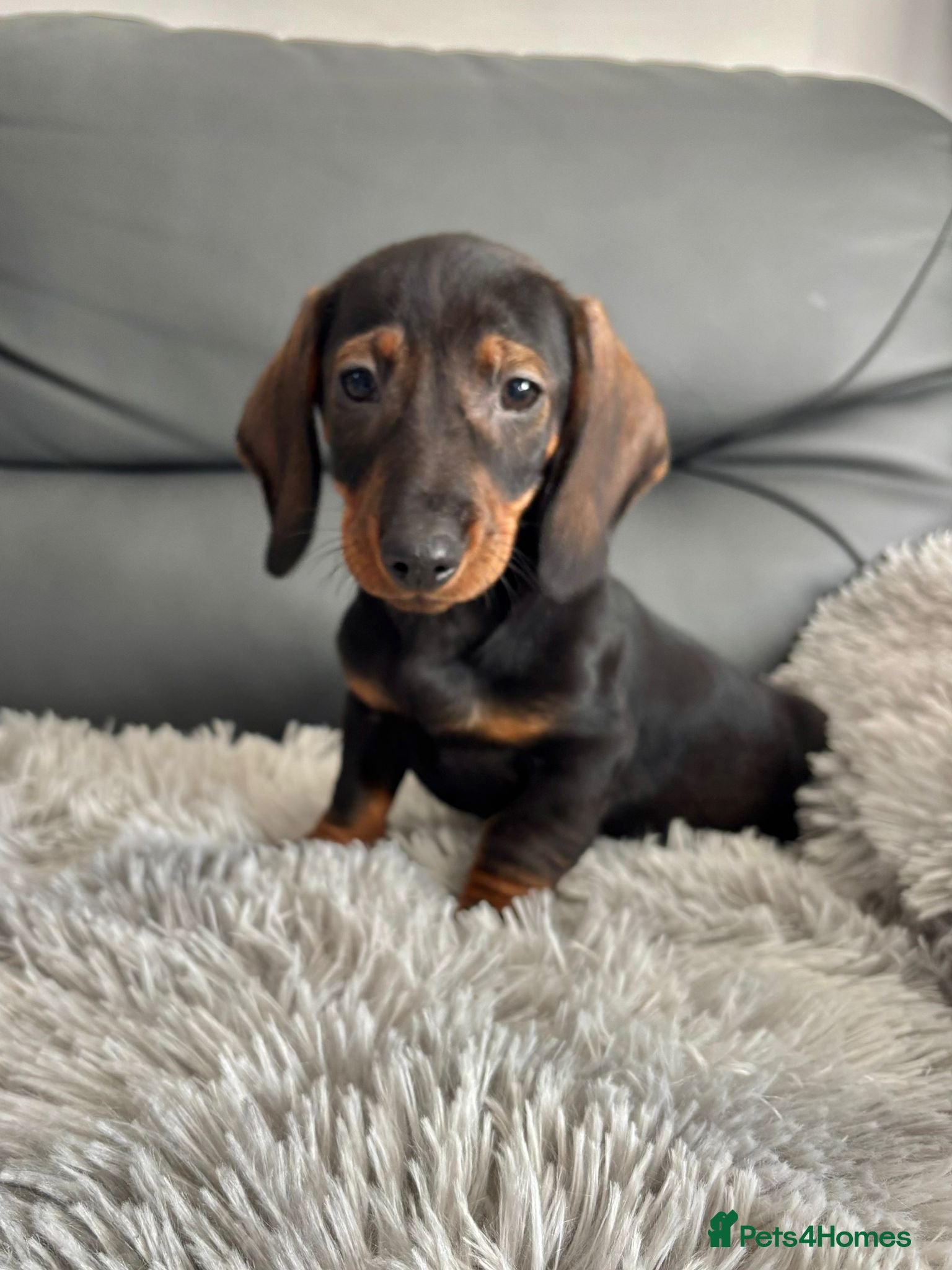 Dachshund dogs Dachshund Puppies Last Boys Ready Now  - Advert 9
