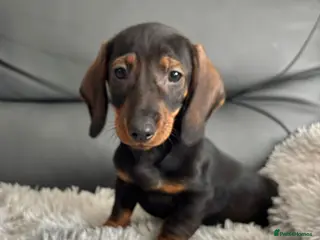 Dachshund dogs Dachshund Puppies Last Boys Ready Now - Advert 1