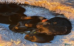 Rottweiler dogs for sale: Rottweiler puppies  - Image 7