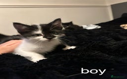 British Shorthair cats for sale: Kittens for sale - Image 4