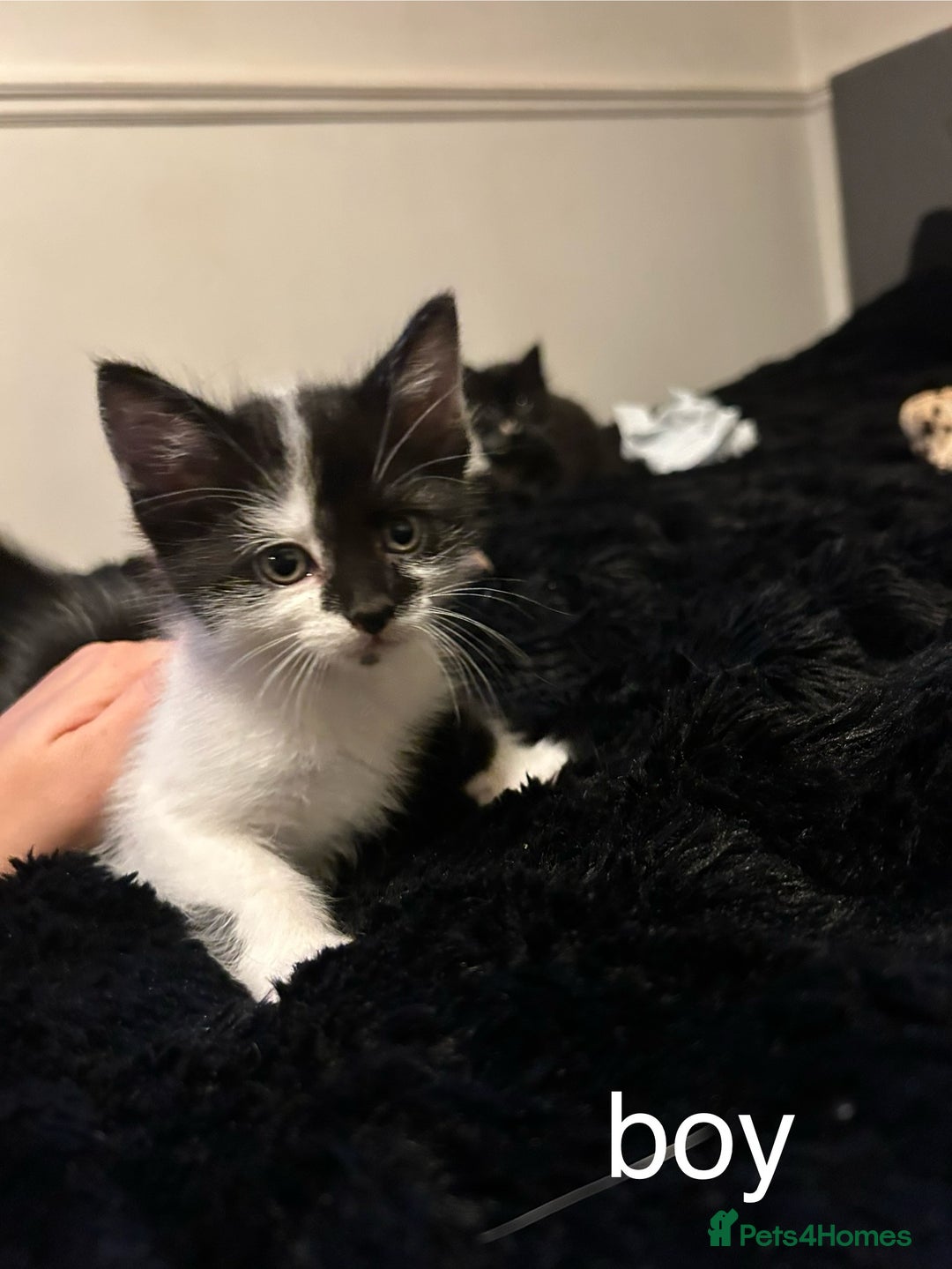 British Shorthair cats for sale: Kittens for sale - Image 4