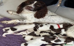 English Springer Spaniel dogs for sale: Beautiful Springer Spaniel working line - Advert 1