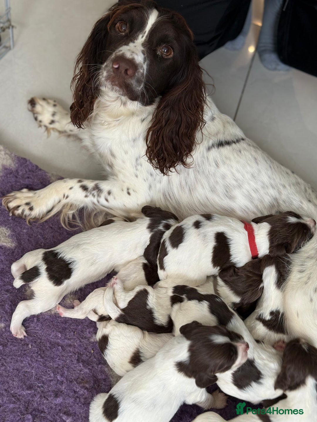 English Springer Spaniel dogs for sale: Beautiful Springer Spaniel working line - Advert 1