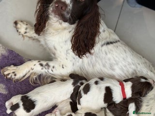 English Springer Spaniel dogs - Advert 2