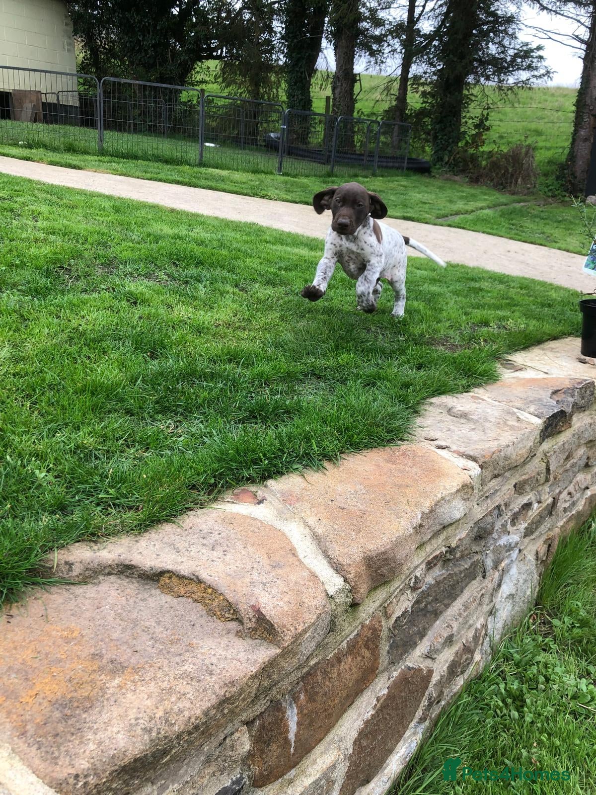 German Shorthaired Pointer dogs GSP Puppies - Advert 2