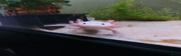 Axolotl reptiles for sale: Rehoming 18 month old female axolotl - Advert 1