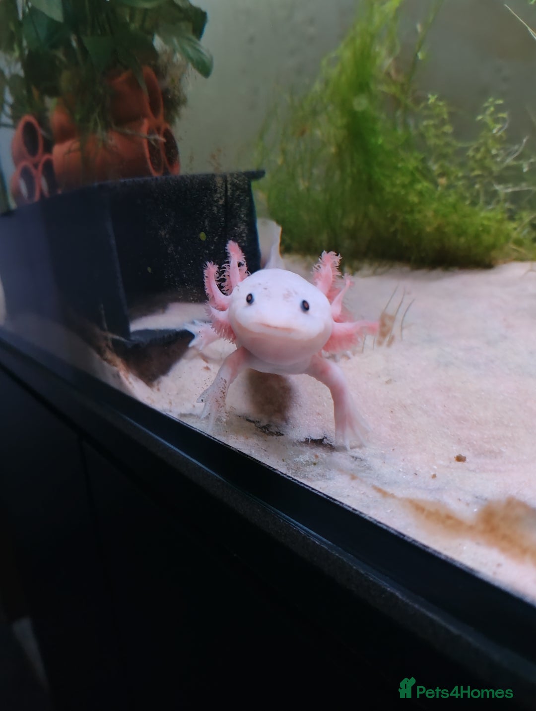 Axolotl reptiles for sale: Rehoming 18 month old female axolotl - Advert 1