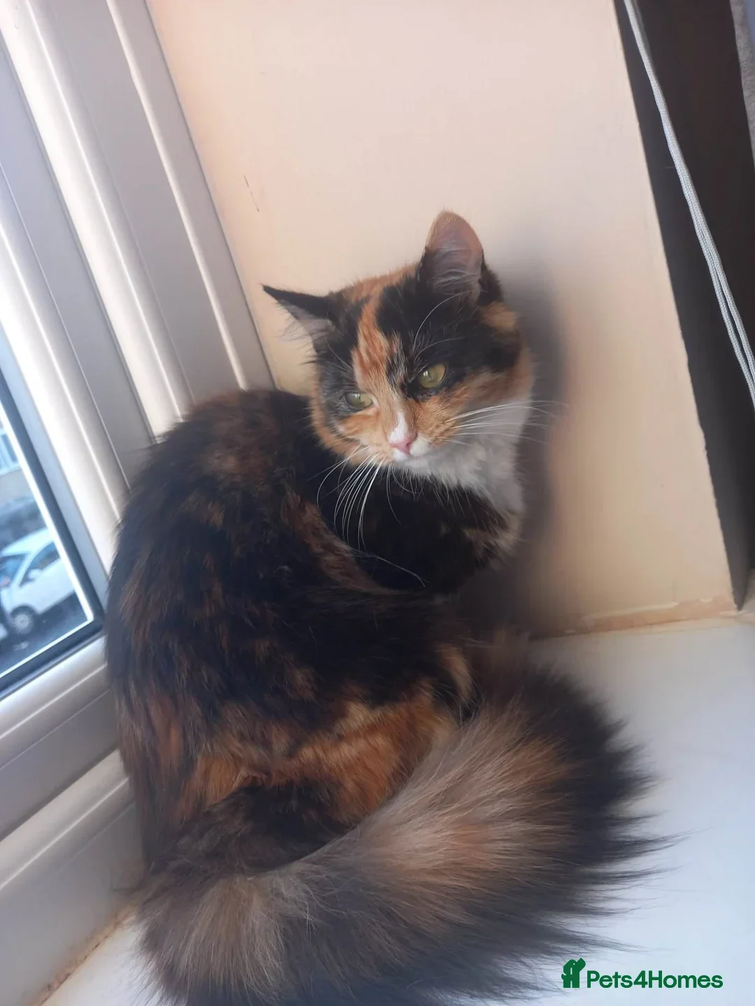 Mixed Breed cats for sale: 3 Lovely Kittens - Image 17
