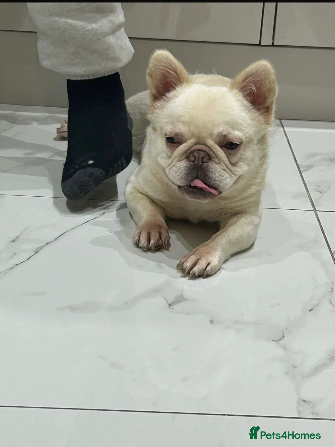 French Bulldog dogs for sale: Fluffy Female French bulldog  - Advert 2