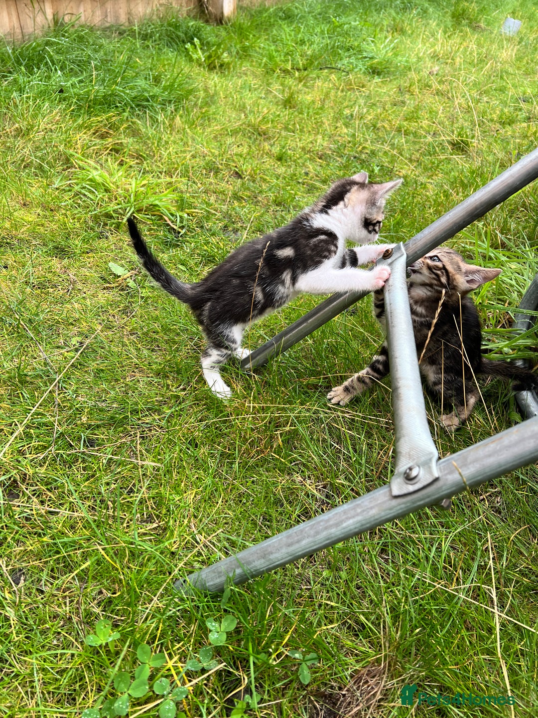 Bengal cats for sale: Bengal X Kittens - Image 20