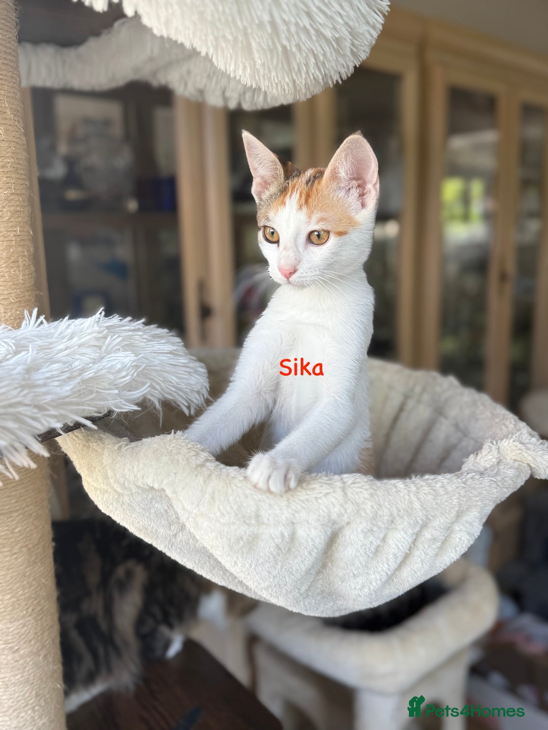 Domestic Shorthair cats for adoption: Greek juniors - Image 2