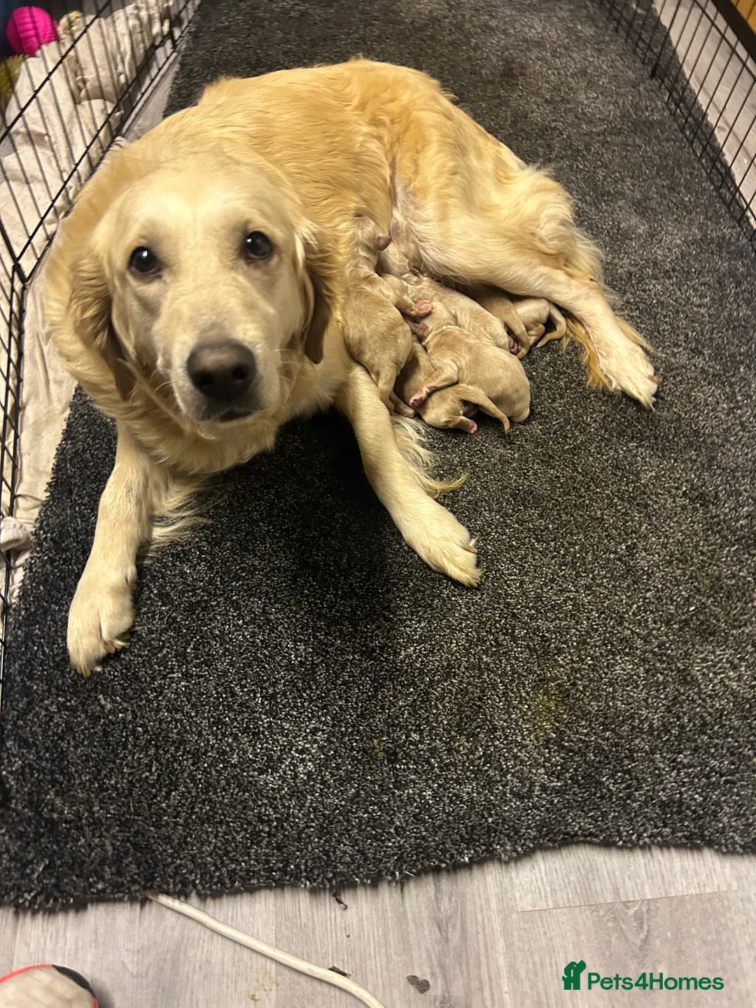 Goldendoodle dogs for sale: F1 golden doodle 5 left viewings now available. - Advert 17