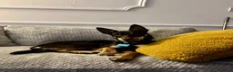 Australian Kelpie dogs for sale: 4 Year Old Australian Kelpie (Rusty) - Advert 6