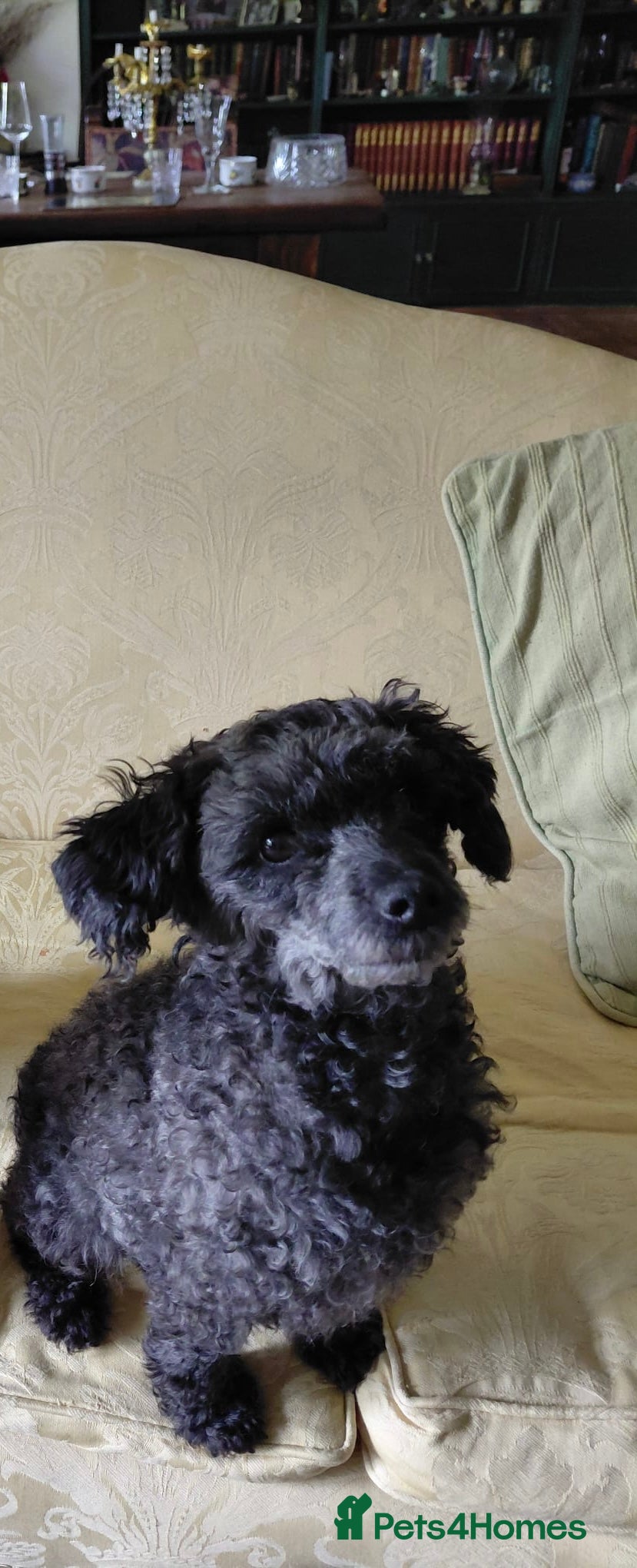Pepper
