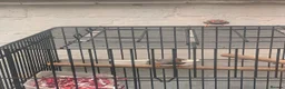 Finches birds for sale: 2 male finches pair with a cage - Advert 2