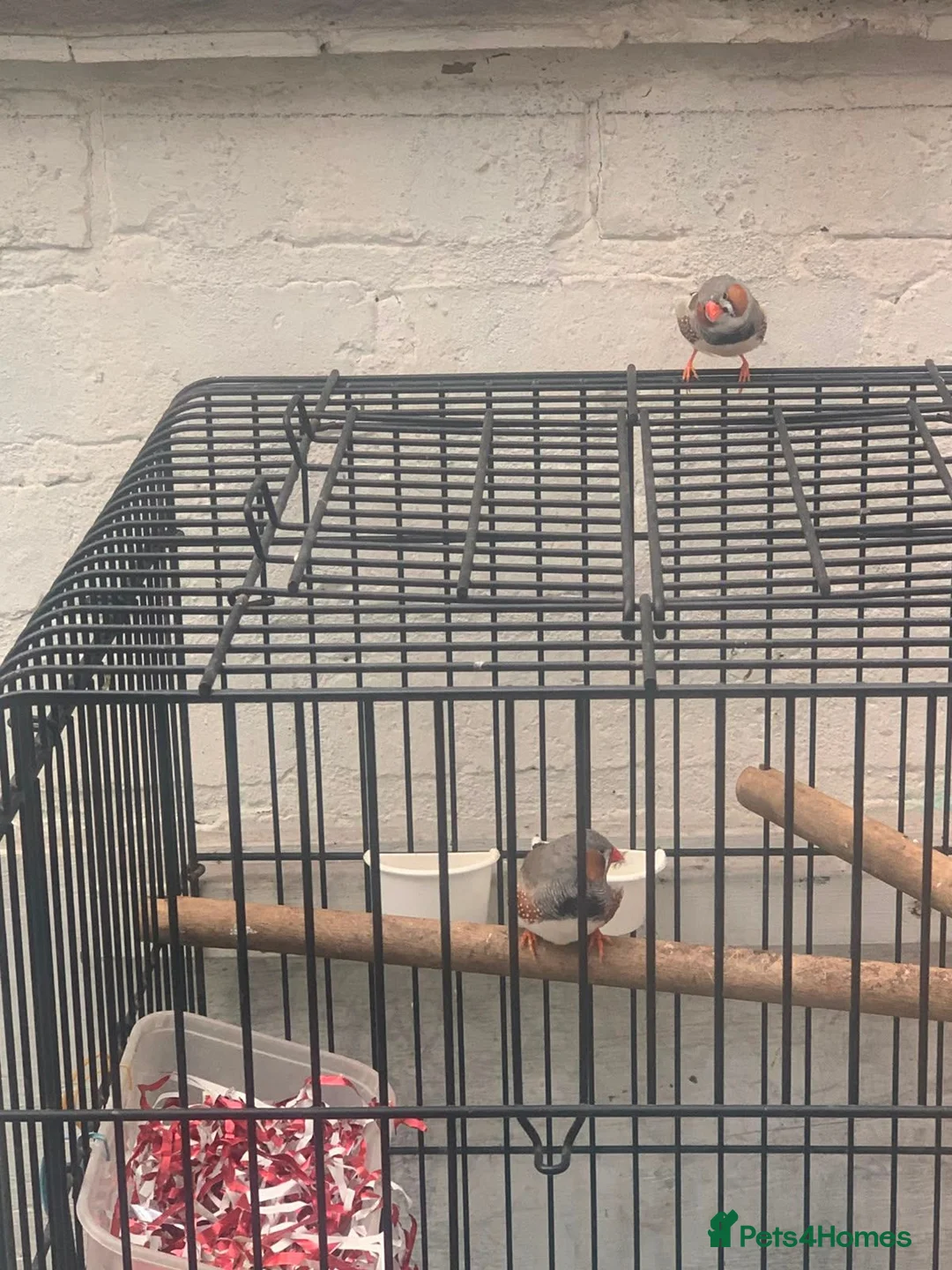 Finches birds for sale: 2 male finches pair with a cage - Advert 2