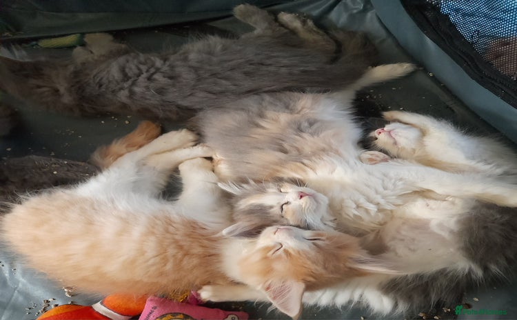 Ragcoon cats - Advert 1