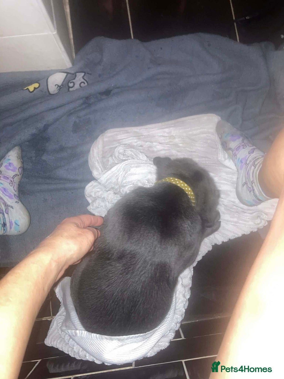 Cane Corso dogs for sale: Big furry floofballs - Advert 20