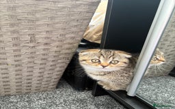 Scottish Fold cats for sale: Scottish fold - Image 3