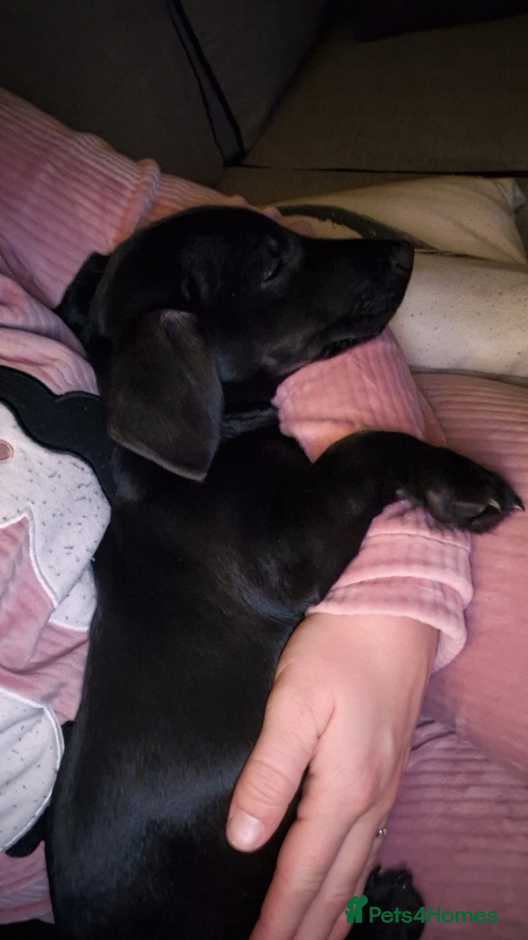 Mixed Breed dogs for sale: Puppy - Advert 8