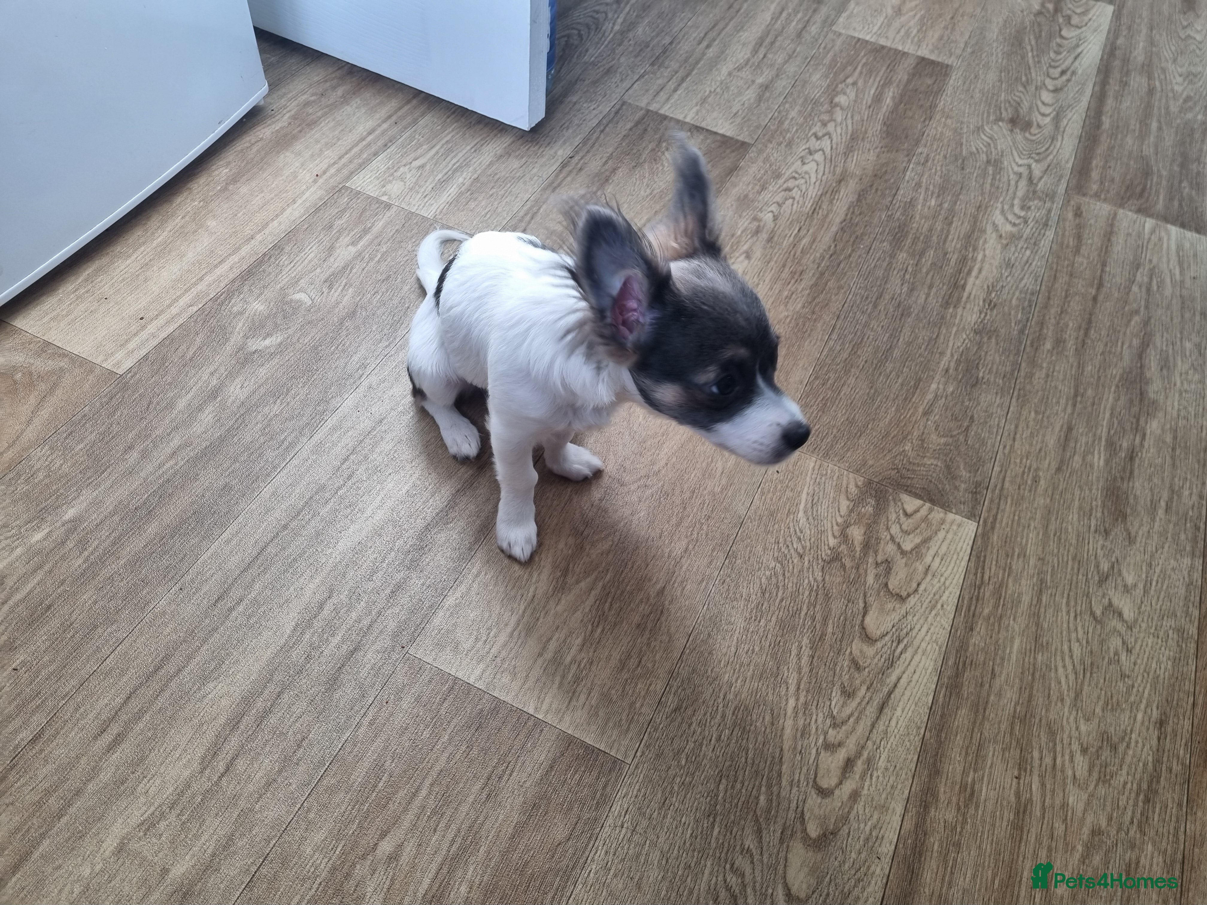 Mixed Breed dogs Brodie  - Advert 2