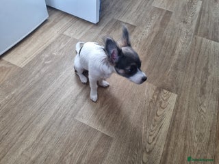 Mixed Breed dogs for sale: Brodie - Advert 1