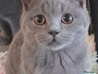 British Shorthair cats for sale - Advert 2