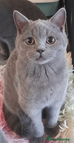 British Shorthair cats Beautiful Pedigree British short-haired kittens - Advert 4
