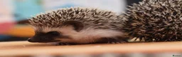 Pygmy Hedgehog rodents for sale: Three beautiful boys for sale - Advert 10