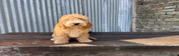 Cockapoo dogs for sale: Full Health tested Amazing obedience champion  - Advert 18