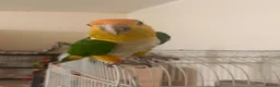 Parrots birds for sale: White bellied Caiques - Advert 1