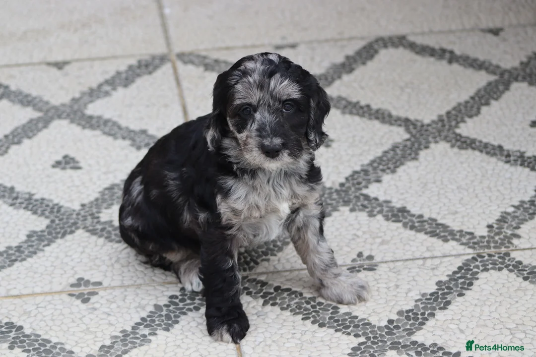 Cockapoo dogs for sale: F1 Cockapoo puppies for sale - Advert 18