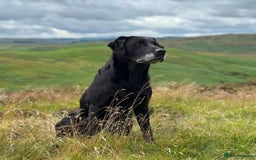 Labrador Retriever dogs for sale: Gorgeous FTCH bred Labrador pups - Image 9