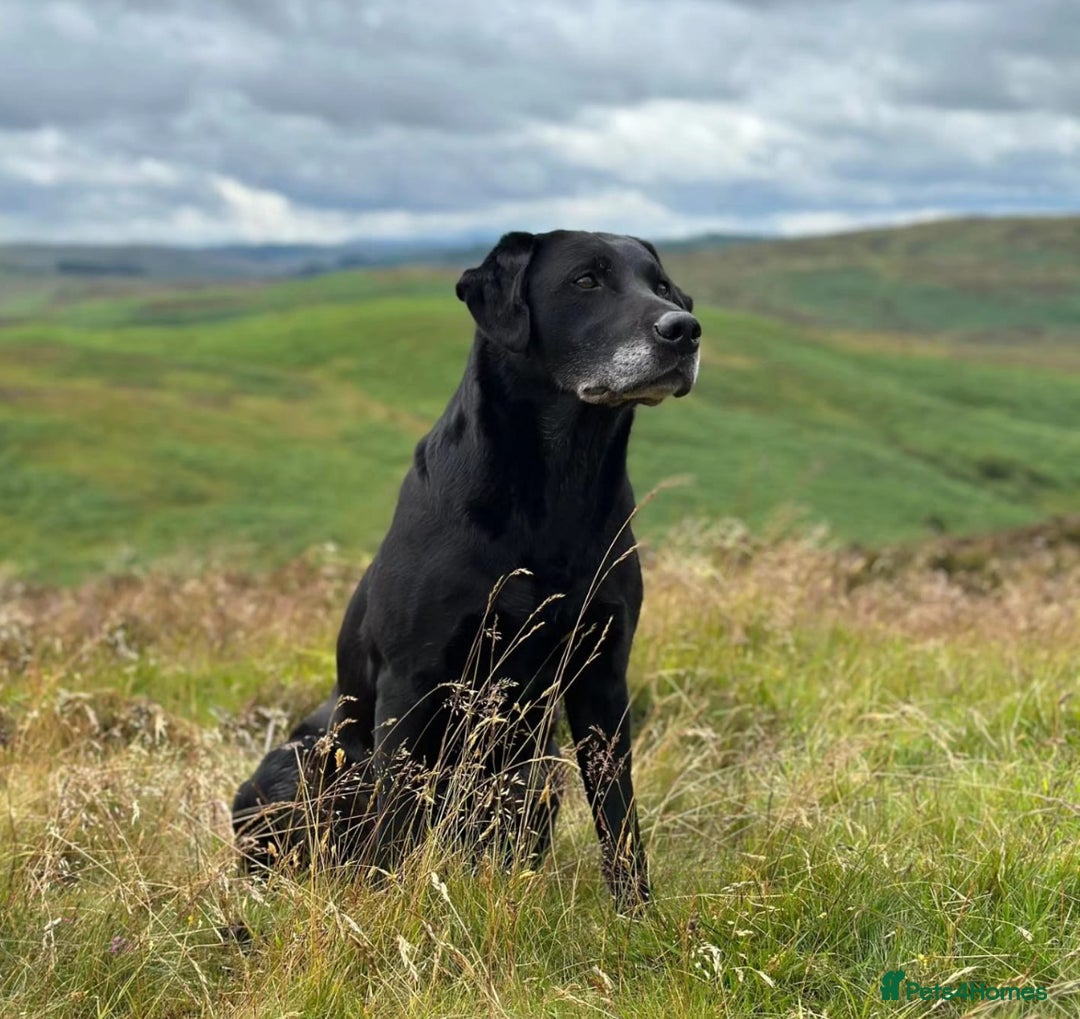 Labrador Retriever dogs for sale: Gorgeous FTCH bred Labrador pups - Image 9