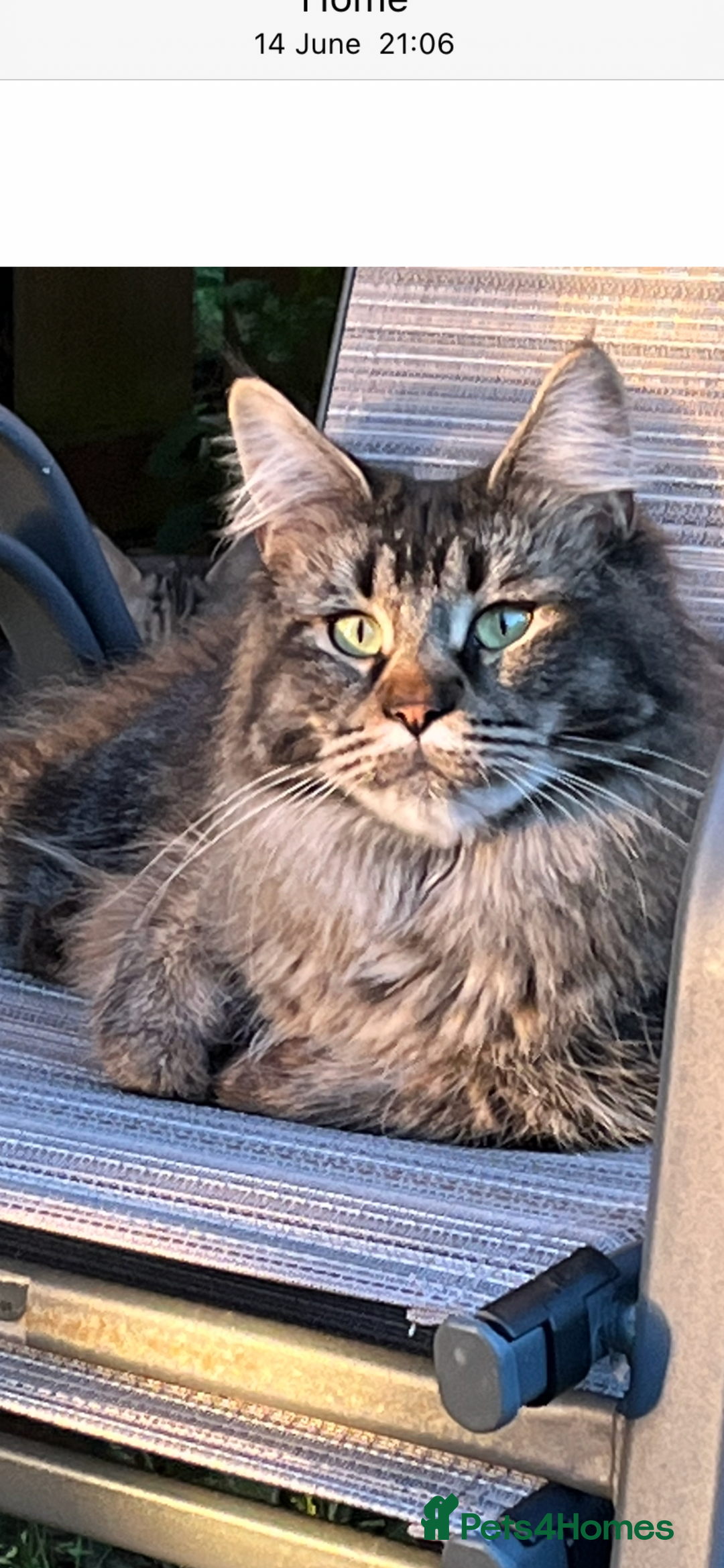 Maine Coon cats for sale:  Pedigree Maine Coon kittens - Advert 33