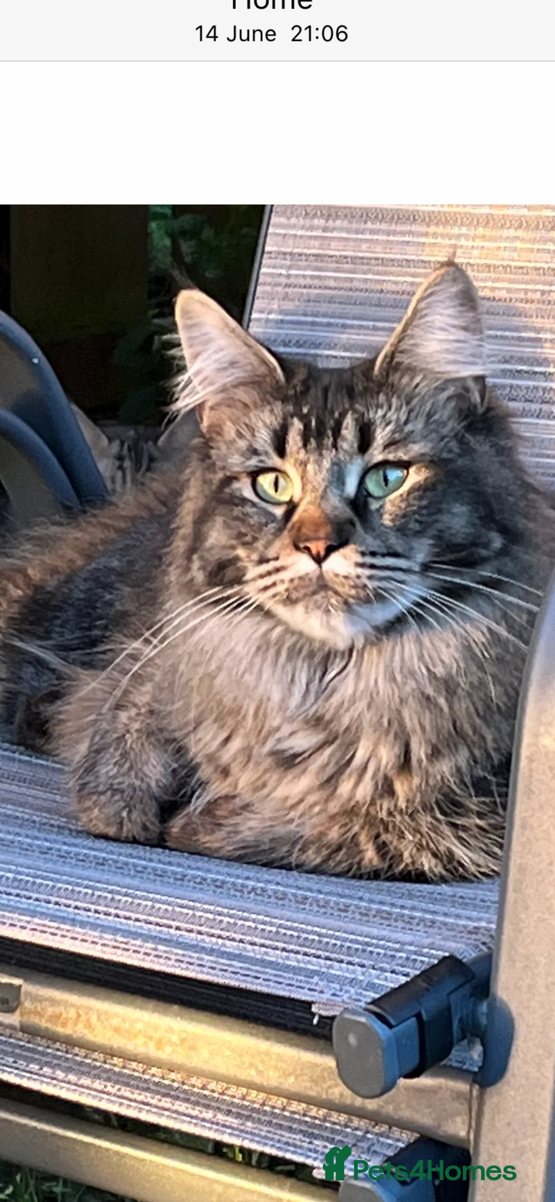 Maine Coon cats for sale:  Pedigree Maine Coon kittens - Advert 32