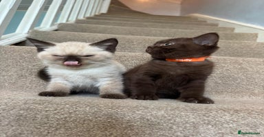 British Shorthair cats - Advert 14