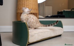 Bengal cats for sale: Frankie-Stunning Snow Bengal-TICA-Available now! - Image 10