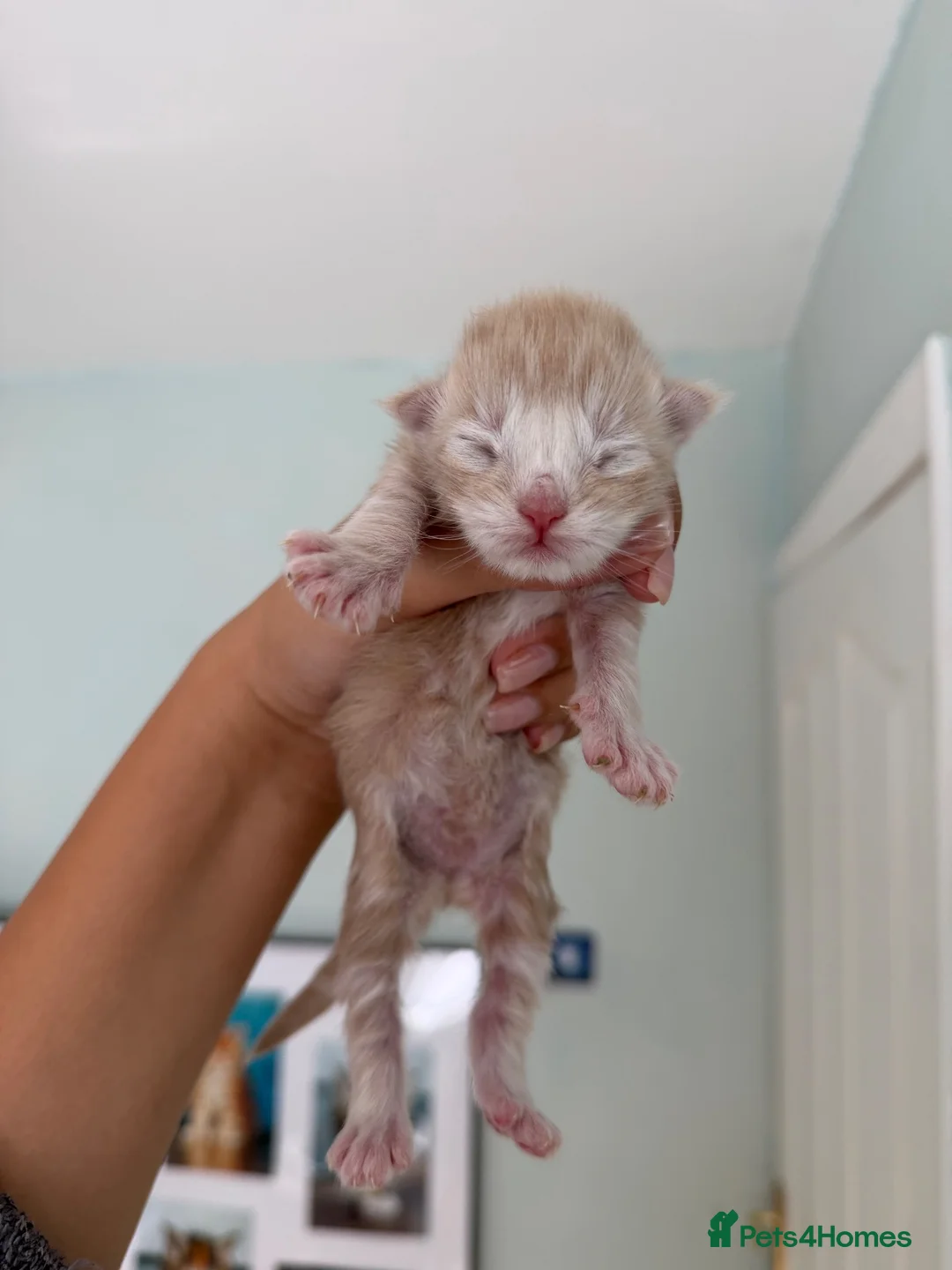 Maine Coon cats for sale: Polydactyl Maine Coon Import European bloodline - Advert 21
